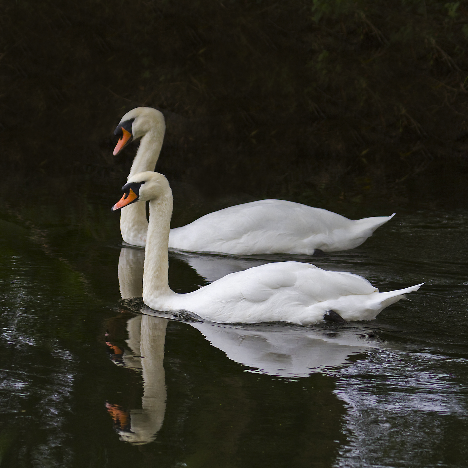 PETER'S PORTFOLIO..............Bird & Wildlife Photography Mute Swans
