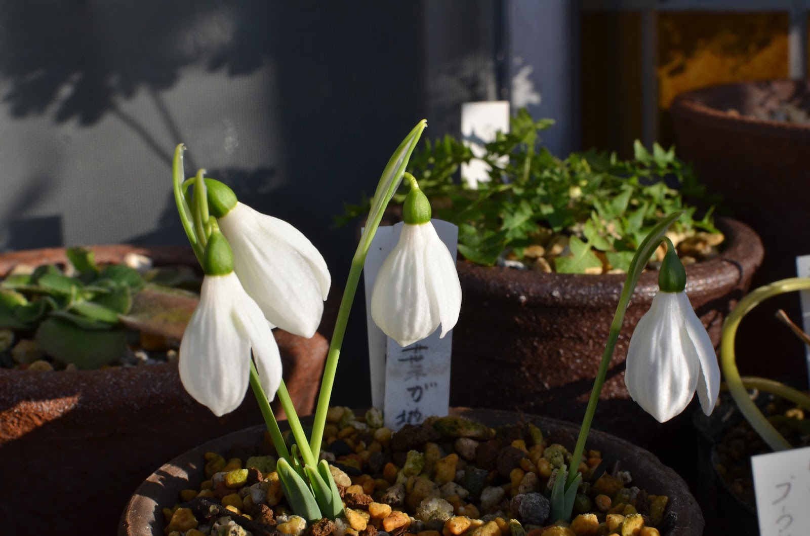 Atlas Garden 我が家の山野草 秋咲きスノードロップ 満開