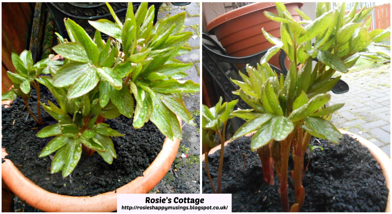 Rosie's Cottage We Have A Bumper Crop Of Peony Roses This Year Honeys...