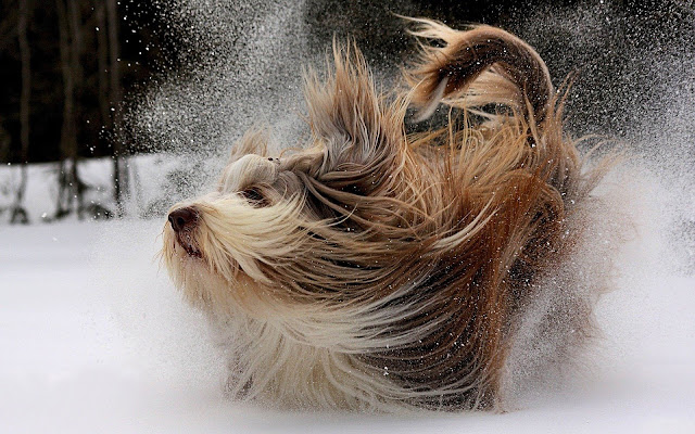 Cute dog playing in the snow