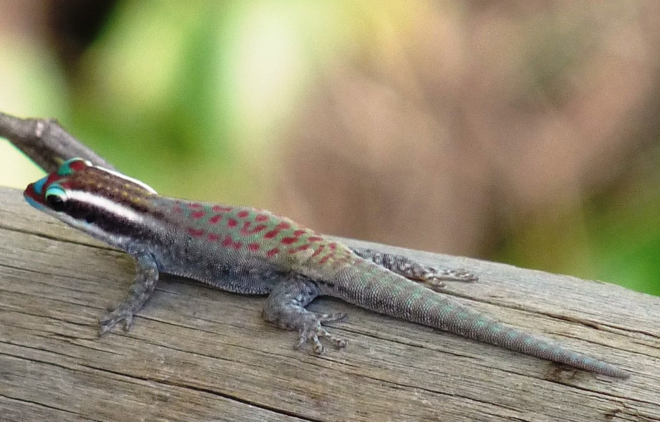 India Lizards mauritius