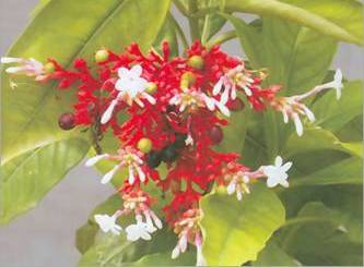 Sarpagandha Flower