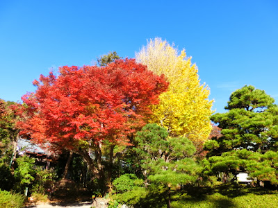 浄妙寺の紅葉