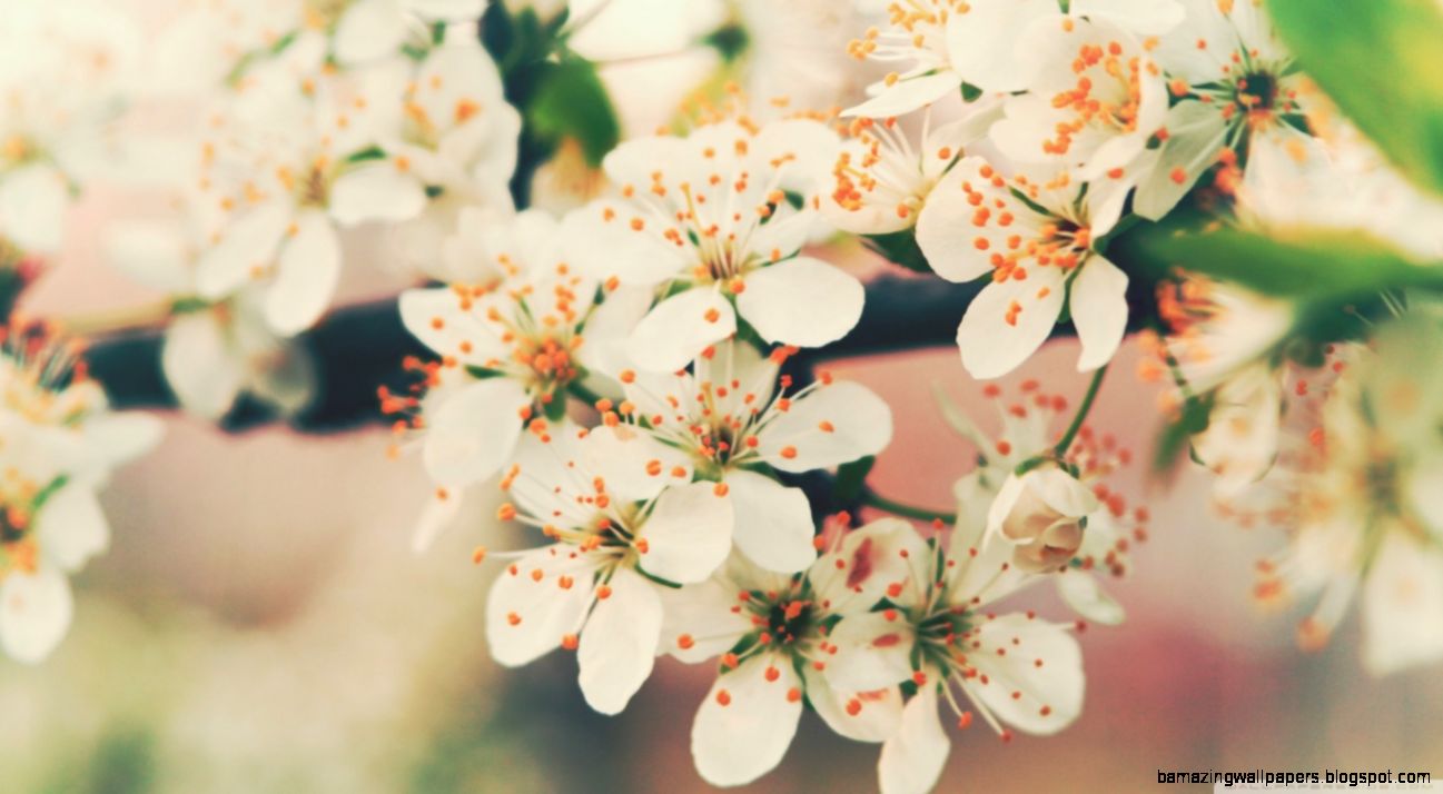 Cherry Flowers HD desktop wallpaper  High Definition  Fullscreen