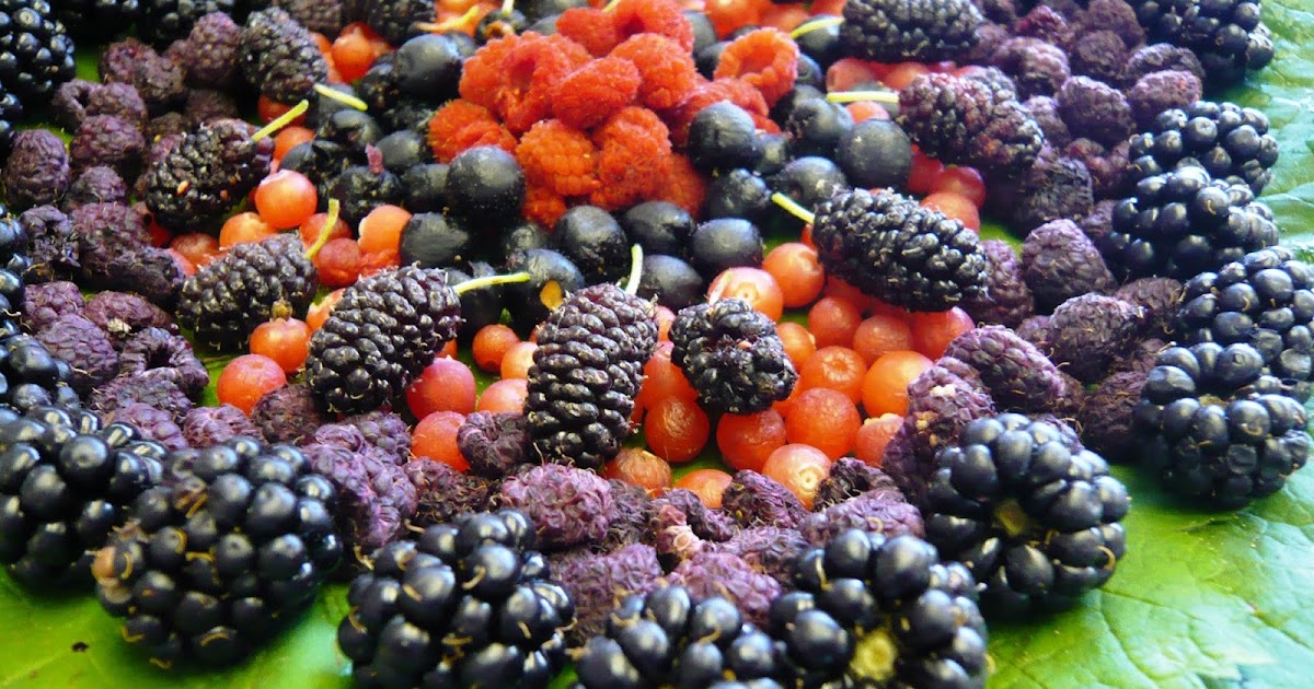 Countryman Foraging California's Wild Side Positive Plant