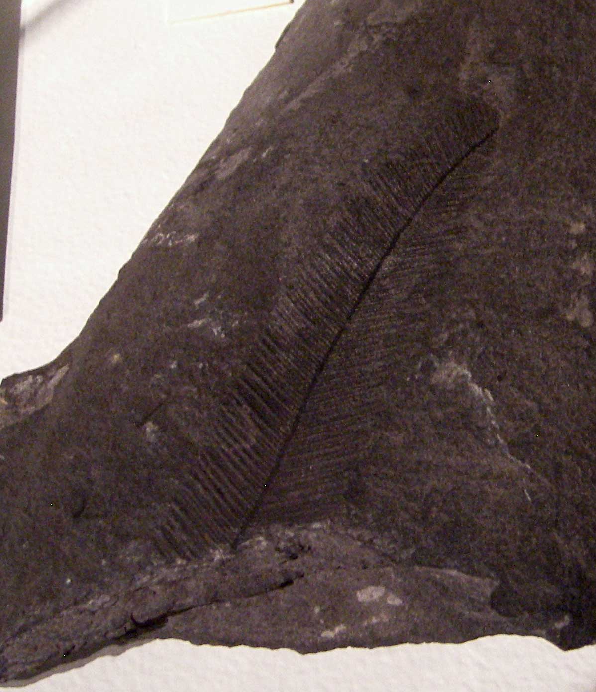 Louisville Fossils and Beyond Plumulina "Mystery Animal" Fossil