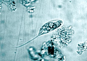 bacteria wastewater common protozoa euglena fungi water waste script found