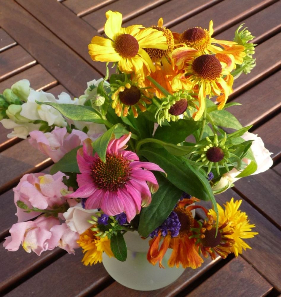 Lichtnelke De Entzuckende Madchenaugen