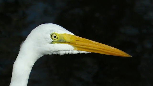 Birds of the Merritt island National Wildlife Refuge Florida