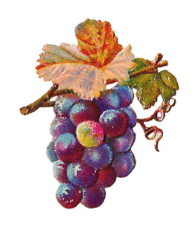 purple grape download grape fruit image digital