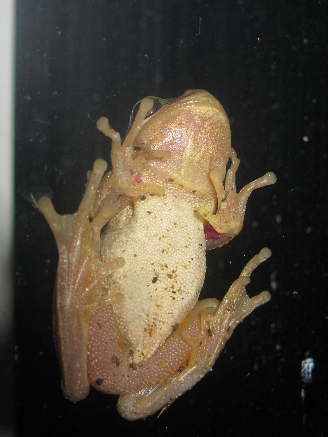 Vireya's Blog Window Frogs