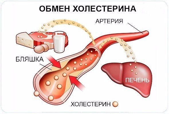 снизить уровень плохого холестерина в крови снизить уровень плохого холестерина в крови