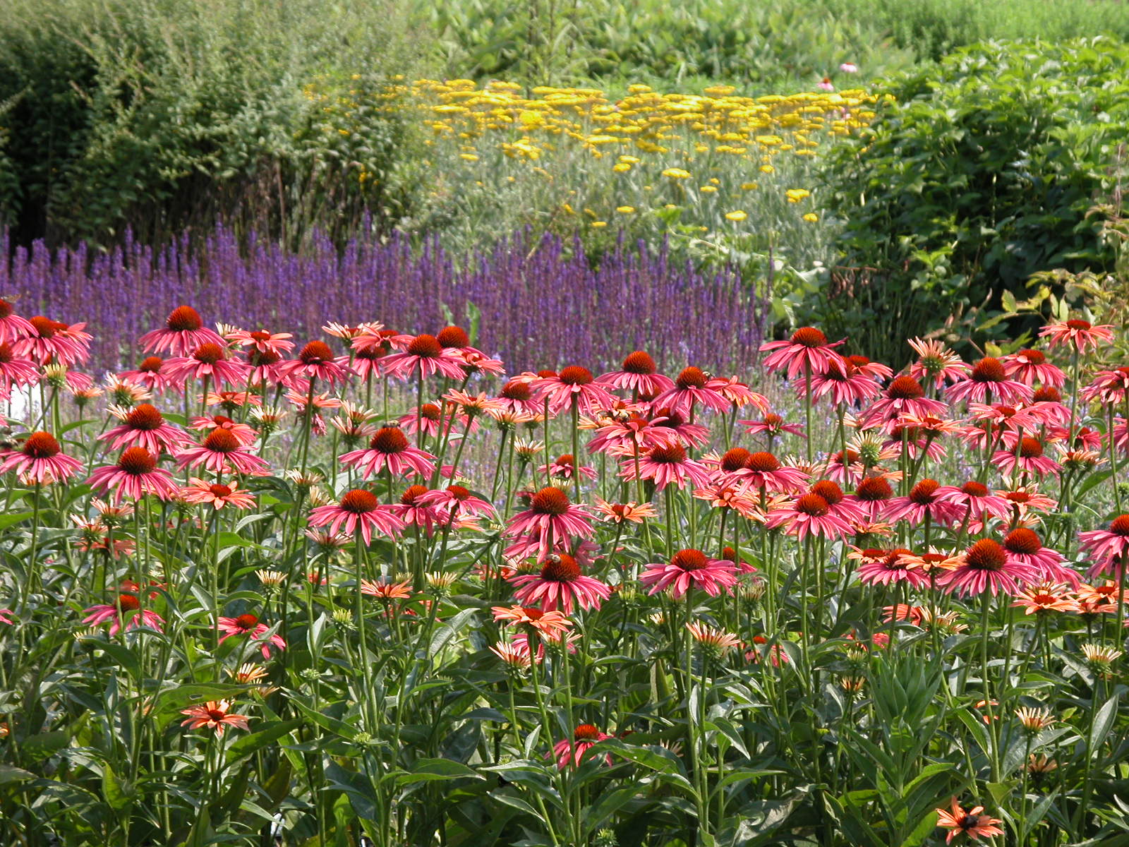 Best Flowers of 2016 Learning How To Grow Perennials Seeds