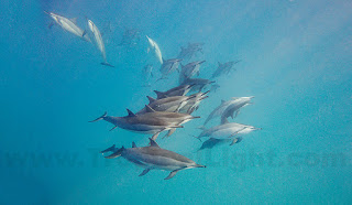 http://www.tropicallight.com/water/dolphins/12apr19dolphins/12apr19dolphins.html