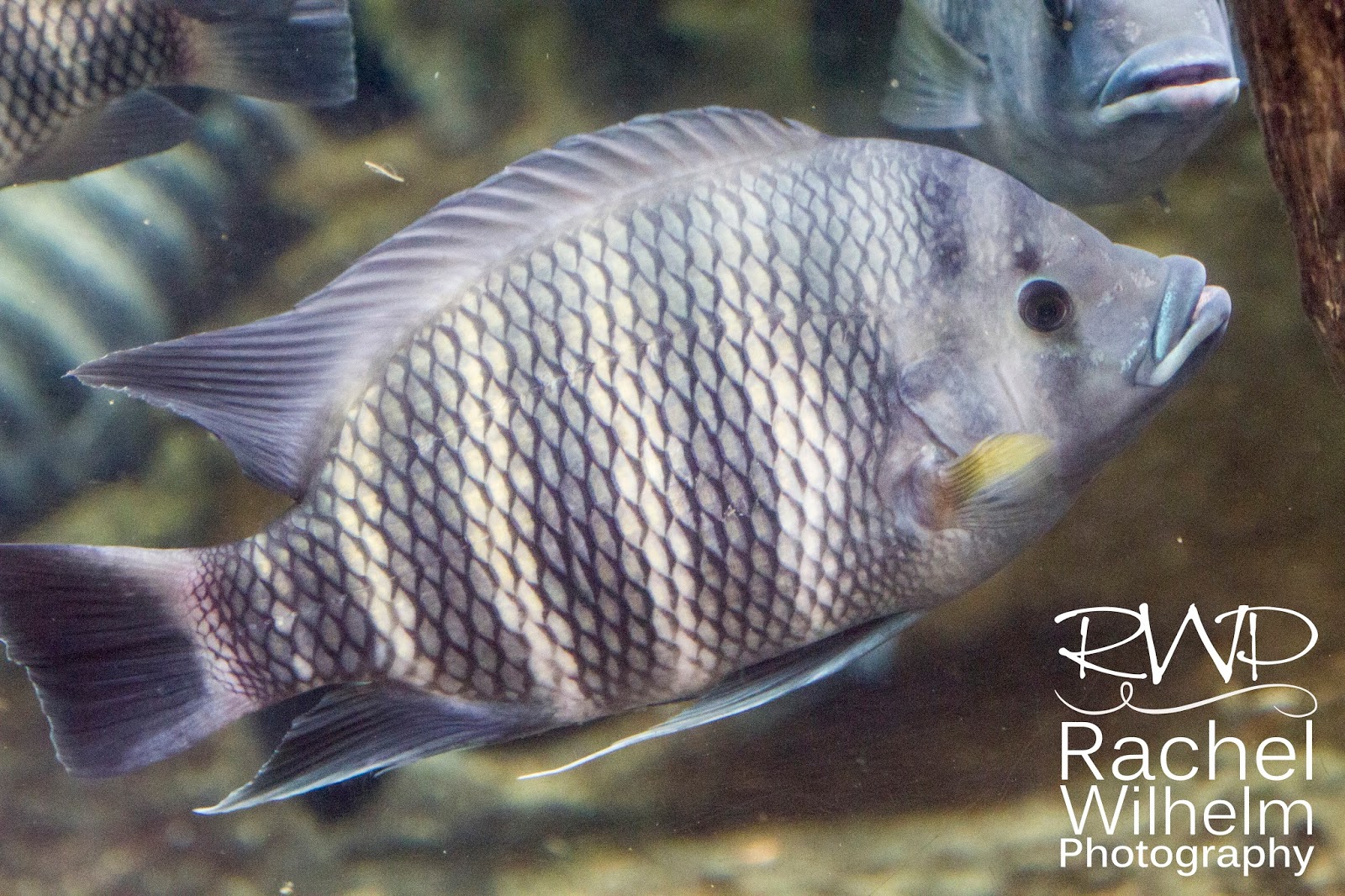 RWP Wildlife: More Fish