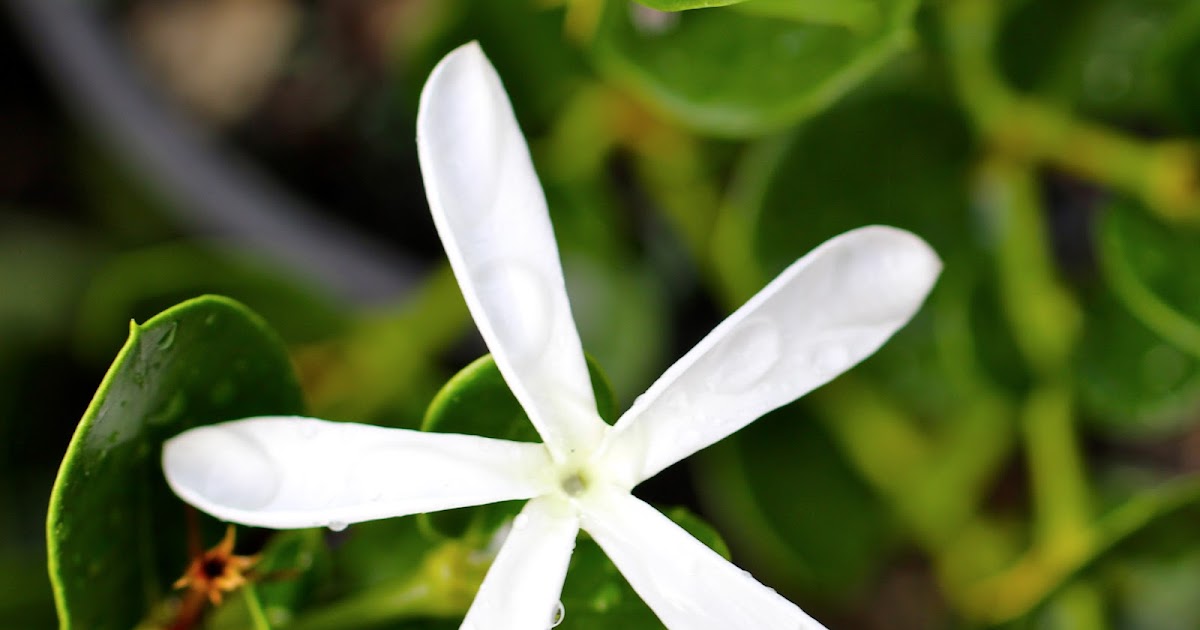 Florez Nursery Carissa grandiflora 'Green Carpet'