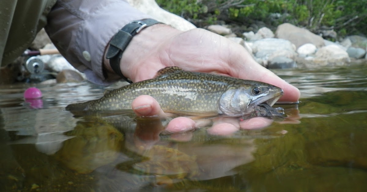 First Cast Fly Fishing Fly Fishing Lessons in New Hampshire The Wild