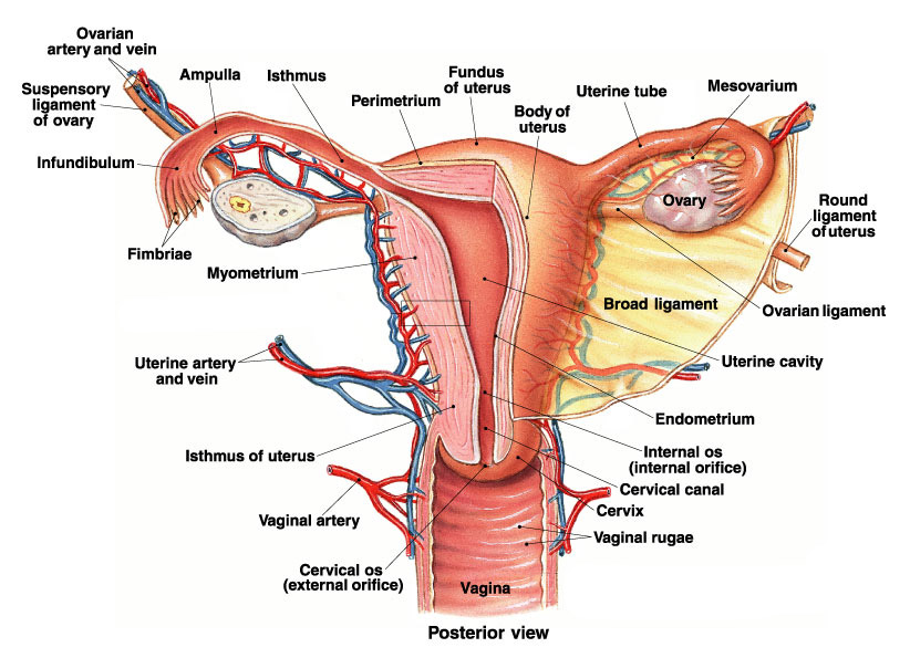 Uterus adalah bagian alat kelamin wanita yang berfungsi sebagai tempat....