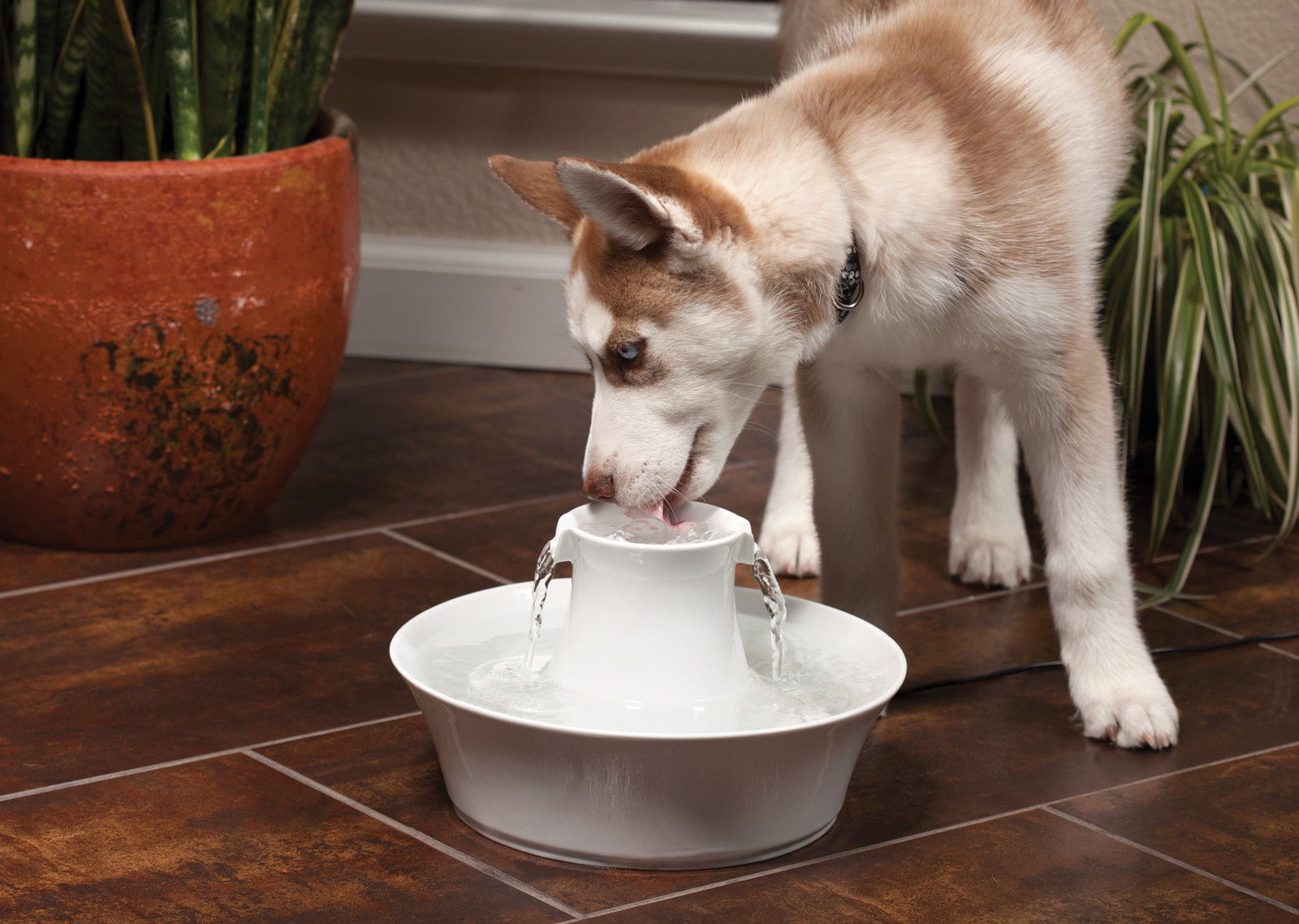 Щенок не пьет воду. Поилка Drinkwell. Фонтанчик для собак. Питьевой фонтан для собак. Питьевой фонтан для крупных собак.