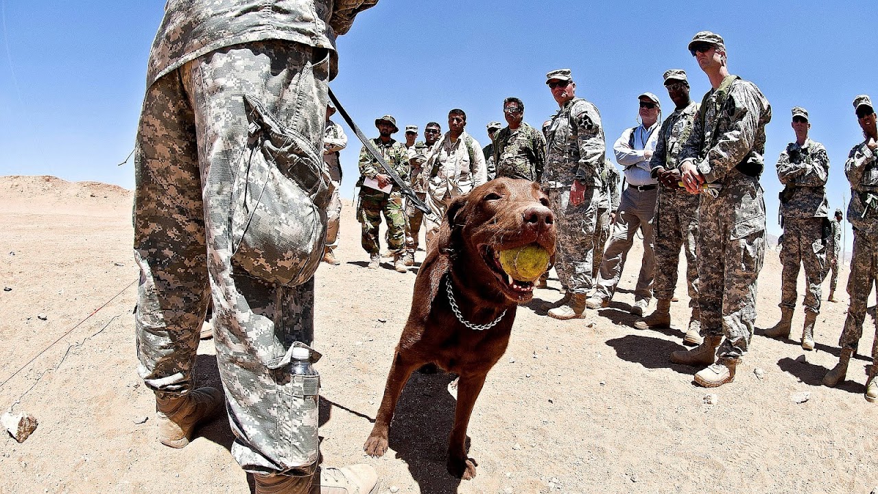 Dog Training Schools Nj Dog Choices