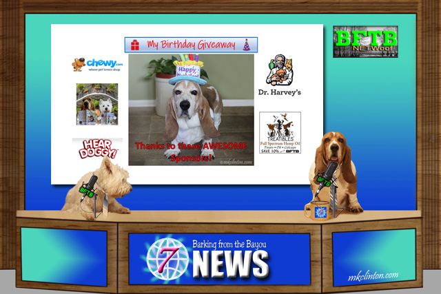Two dogs anchoring the news