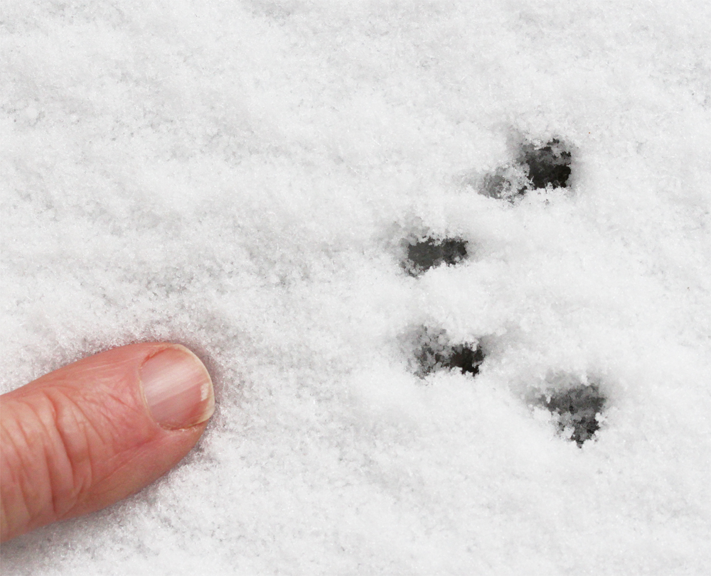 Cuyamaca Woods Mountain Journal Snowy Tracks