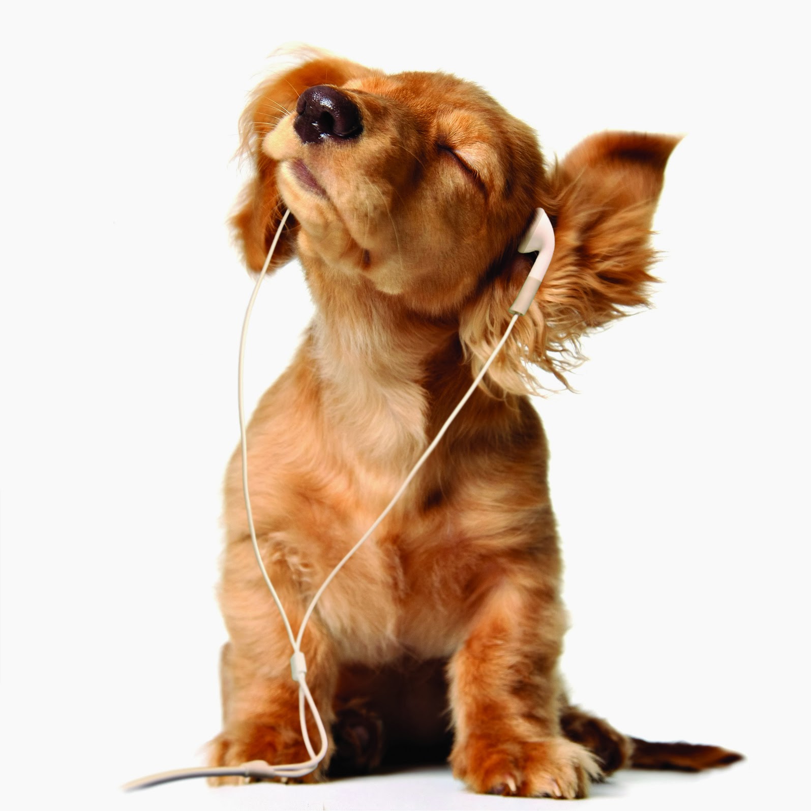 Wallpaper Lucu Anjing Earphone Gambar Kartun Cute