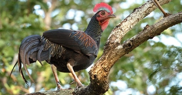 Ayam Hutan Hijau Sejarah Ciri Ciri Keunikan