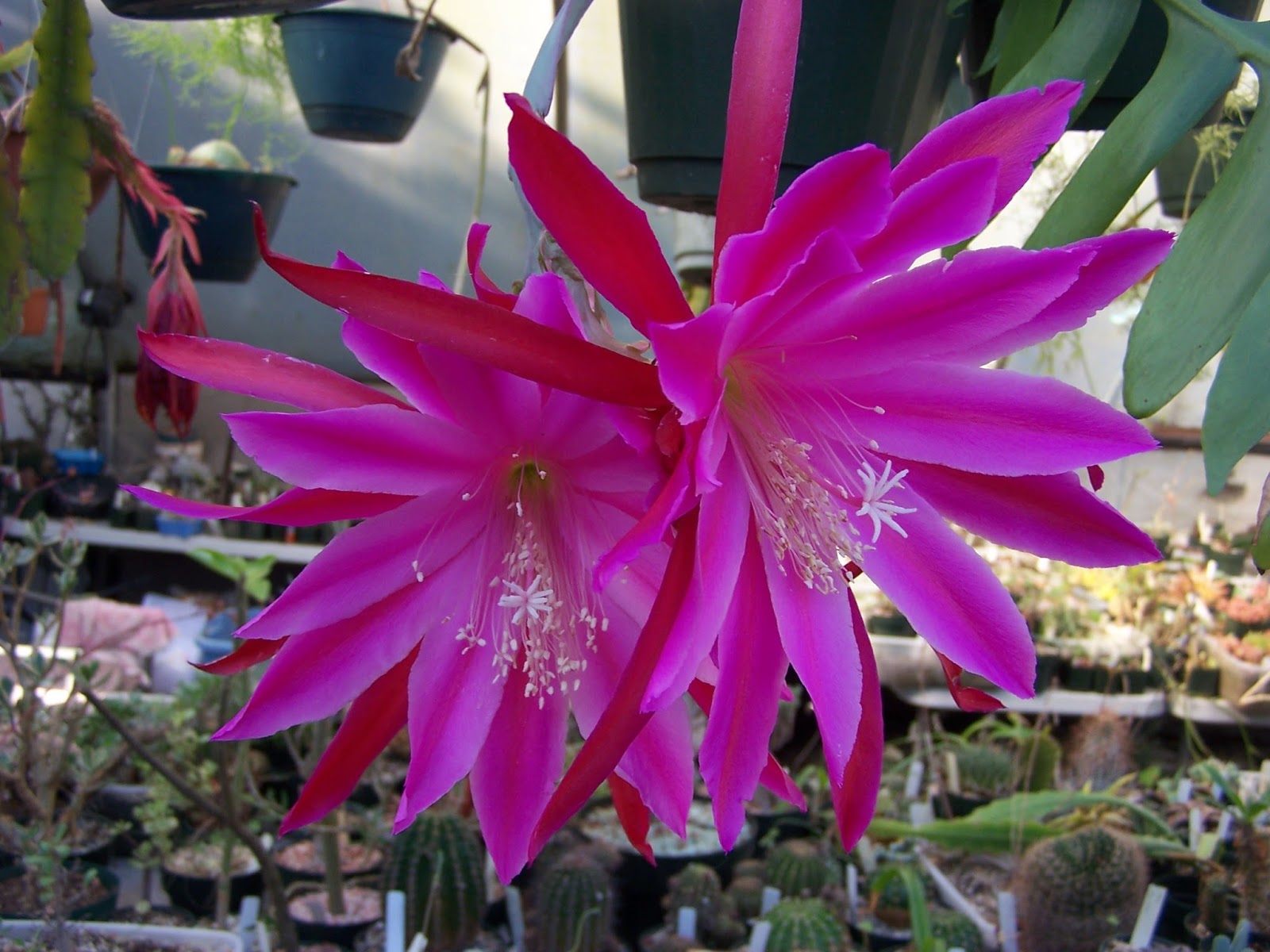 Oregon Cactus Blog Epicactus 'Sparkling Burgundy'