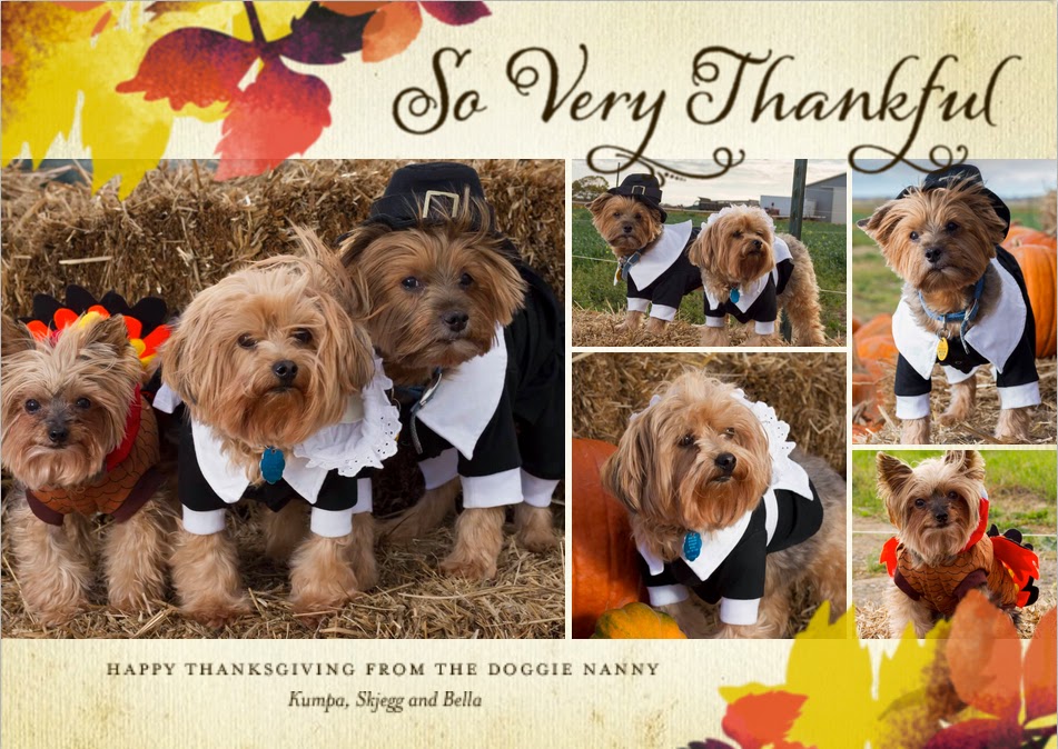 Volunteer for thanksgiving greenville sc