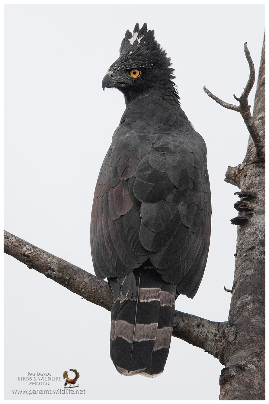 Горный хохлатый орел красивые фото и картинки