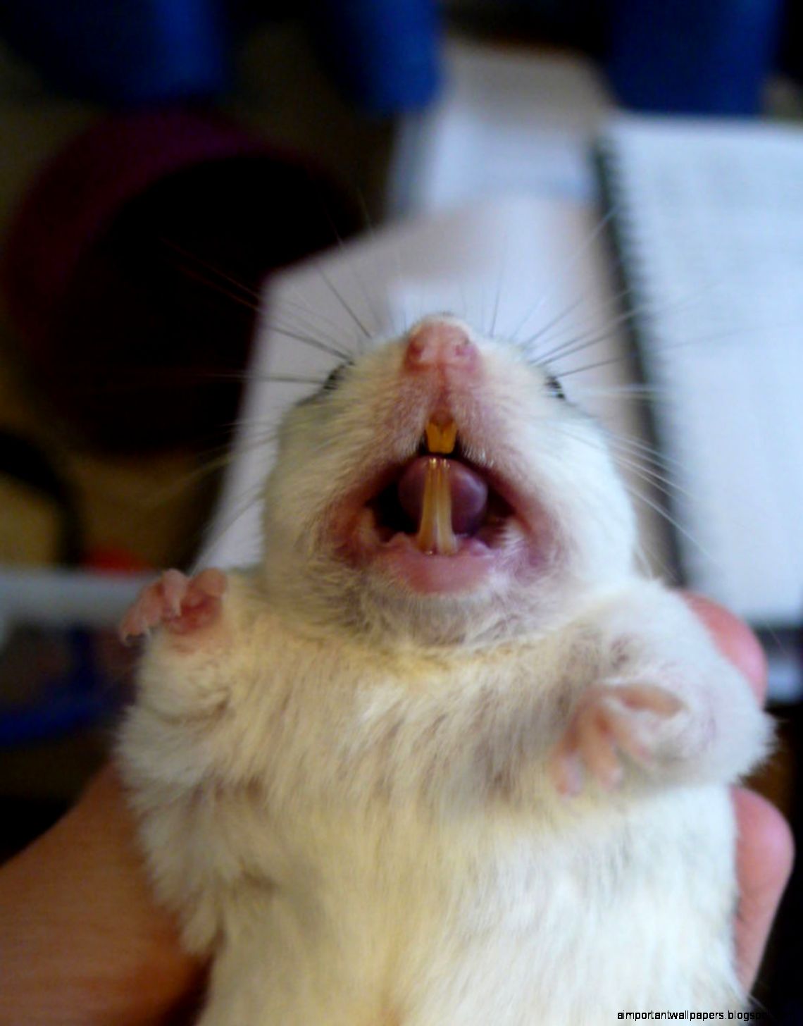 Chinese Hamster Teeth