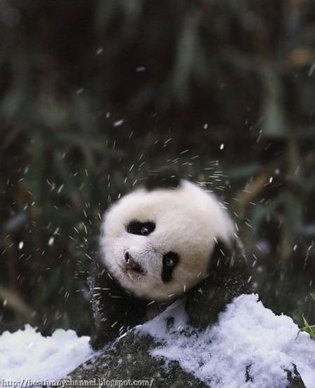 Beautiful panda.