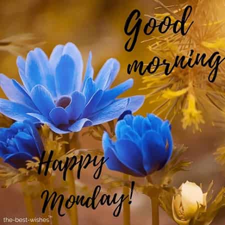 good-morning-monday-with-blue-rose good morning monday with blue rose