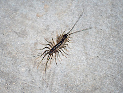 centipede basement found species chasing pets 1000