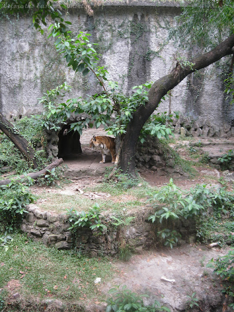 Tiger of Manila Zoo