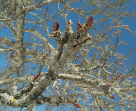 Studio and Garden: It's Early Spring: Time to Prune the Apple Trees