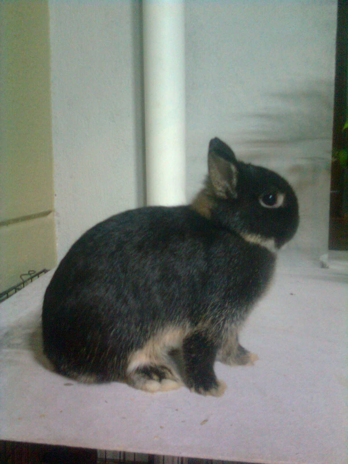 RS Collection How to Care for Pregnant and Baby Rabbits