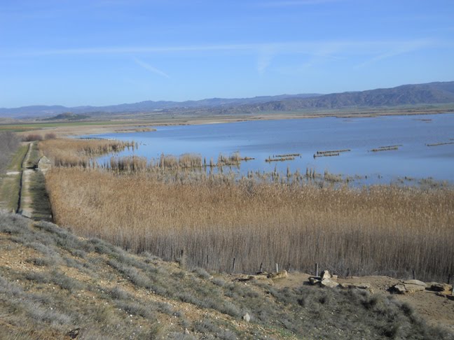 Viajes Ornitológicos Laguna de Pitillas