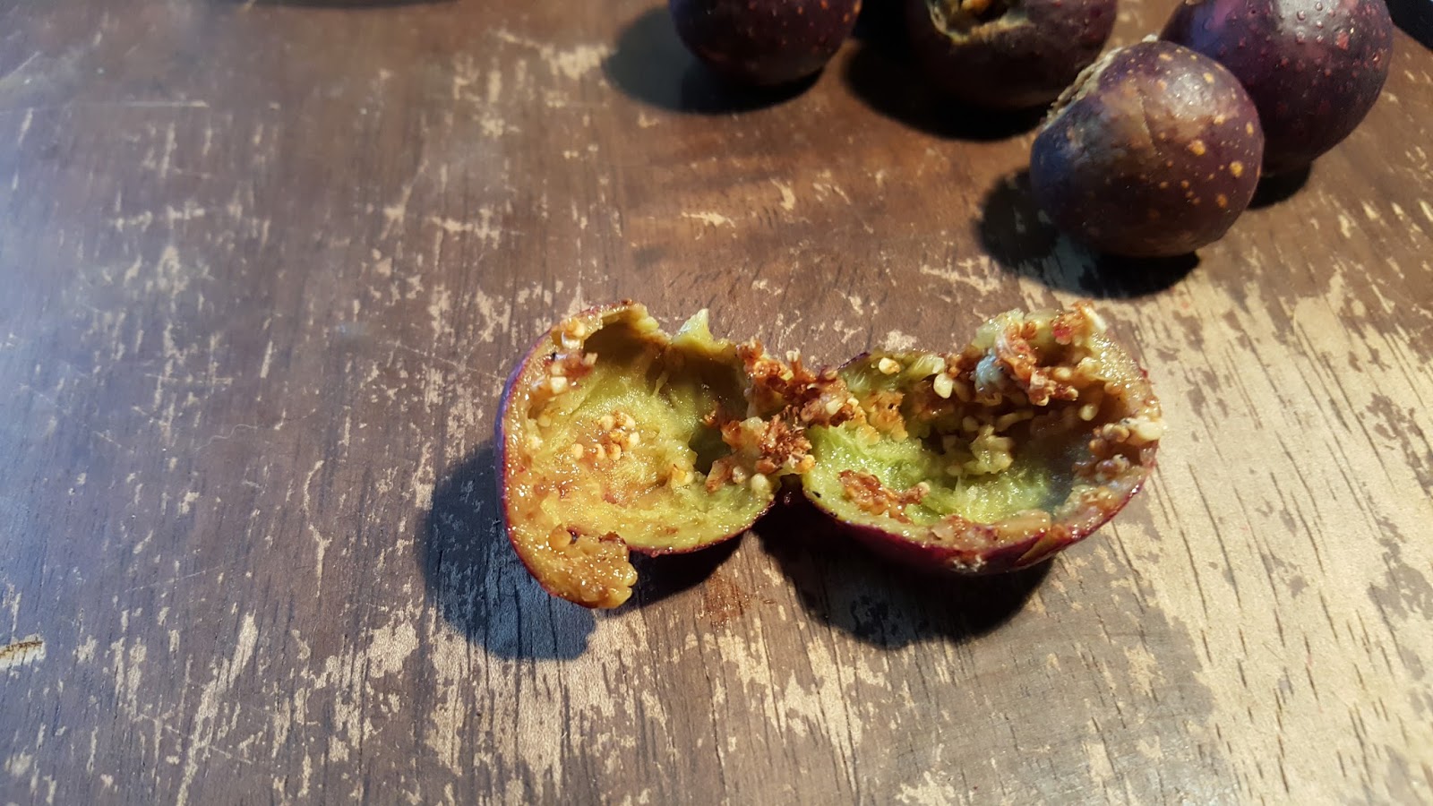 Bonsaimisadventures Grow a fig tree from seed, Moreton bay ficus