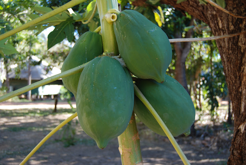 adventures of big red Green Paw Paw Salad (Som Tam)