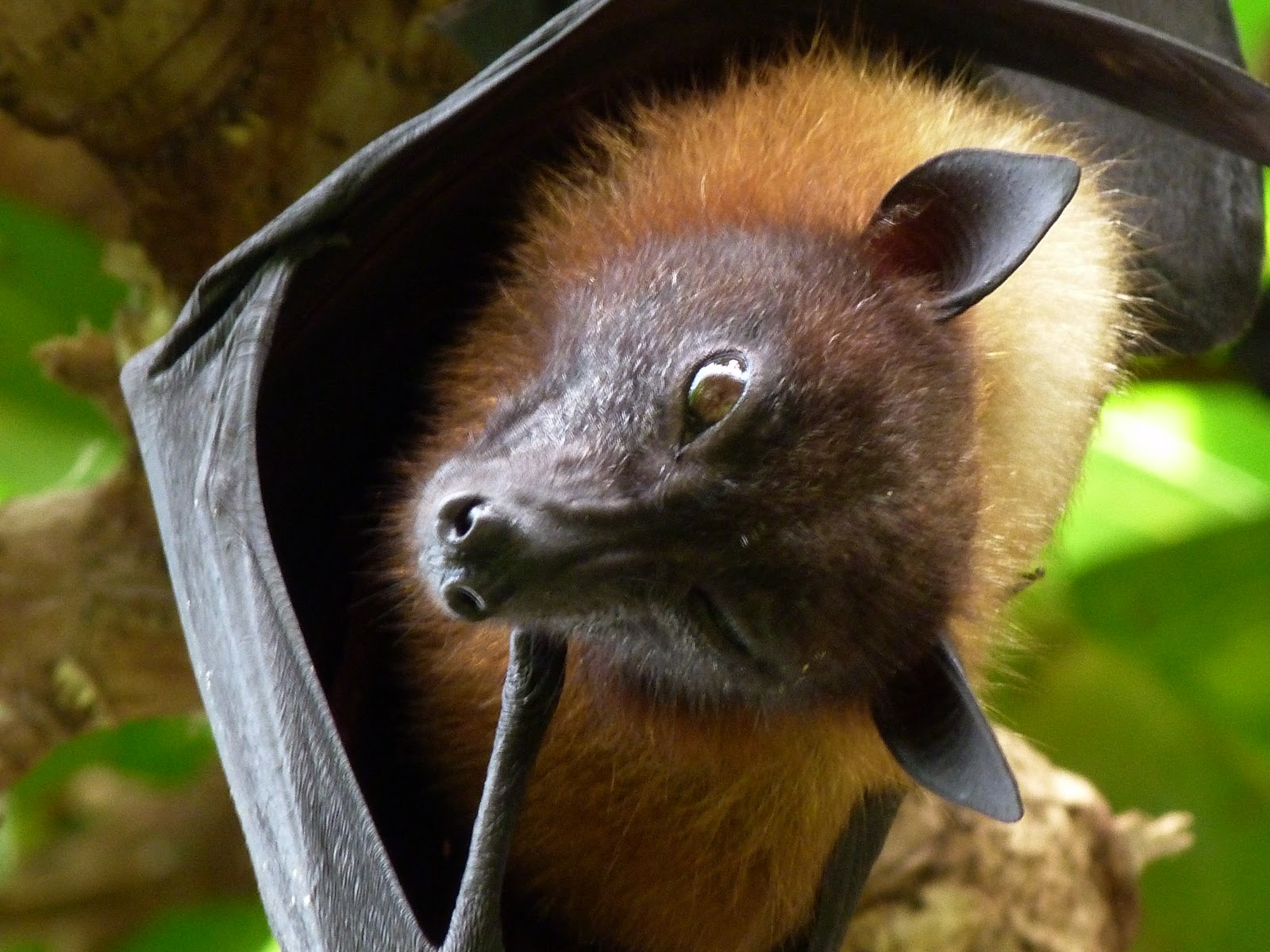 GordonGrice.com: Flying Foxes