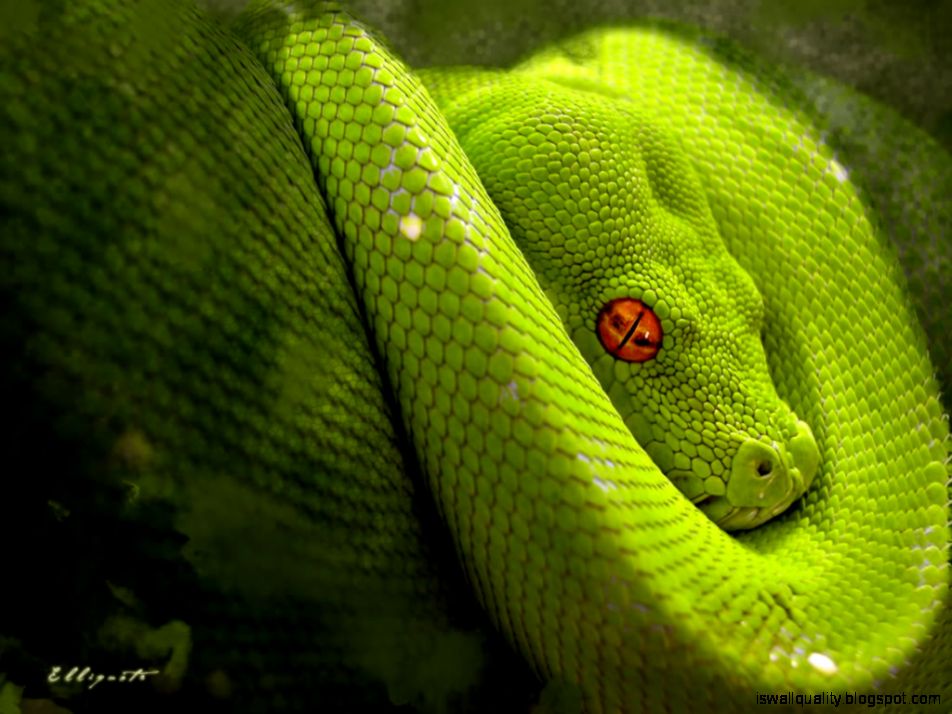 Green Snake Wallpaper Hd For Dekstop