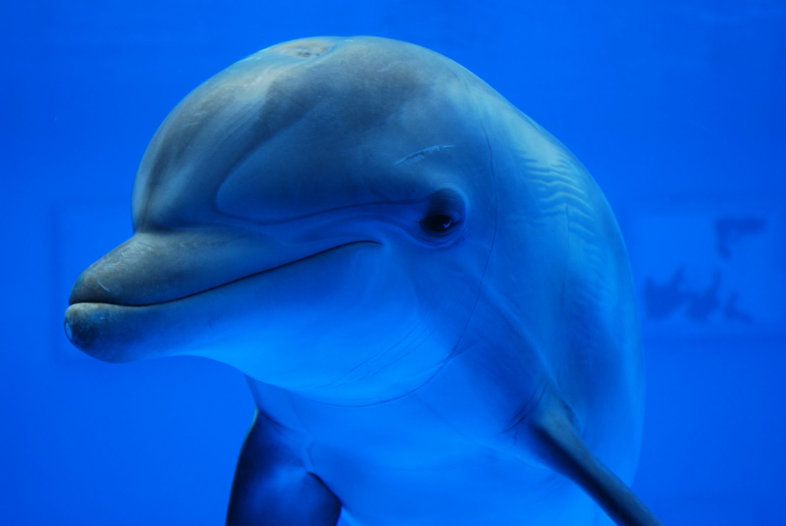mi a delfin látványa a szem rövidlátása