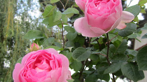 Compleanno Signora Fiori / L'acquerello Del Biglietto Di Auguri Per Il Compleanno Fiorisce Le Peonie Cartoline D'auguri ...