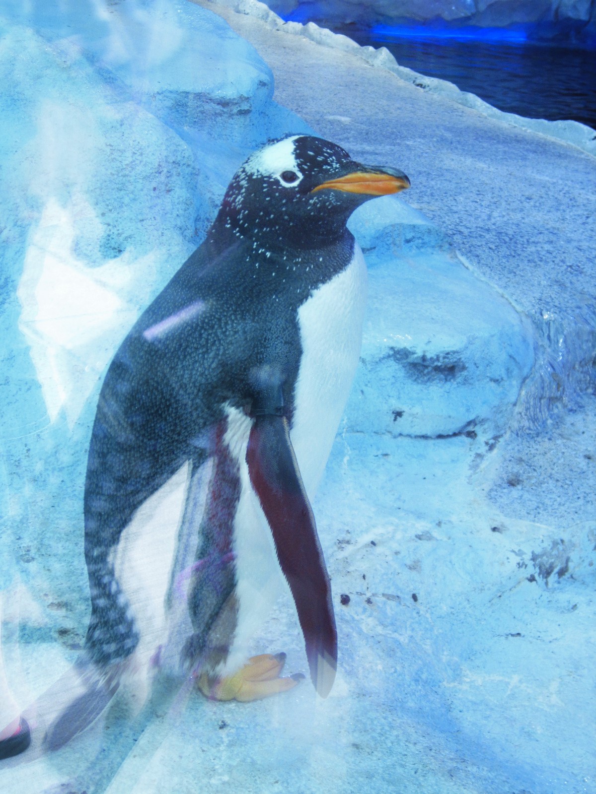 Hip In Detroit The Polk Penguin Conservation Center Is Just As Cool As We Expected