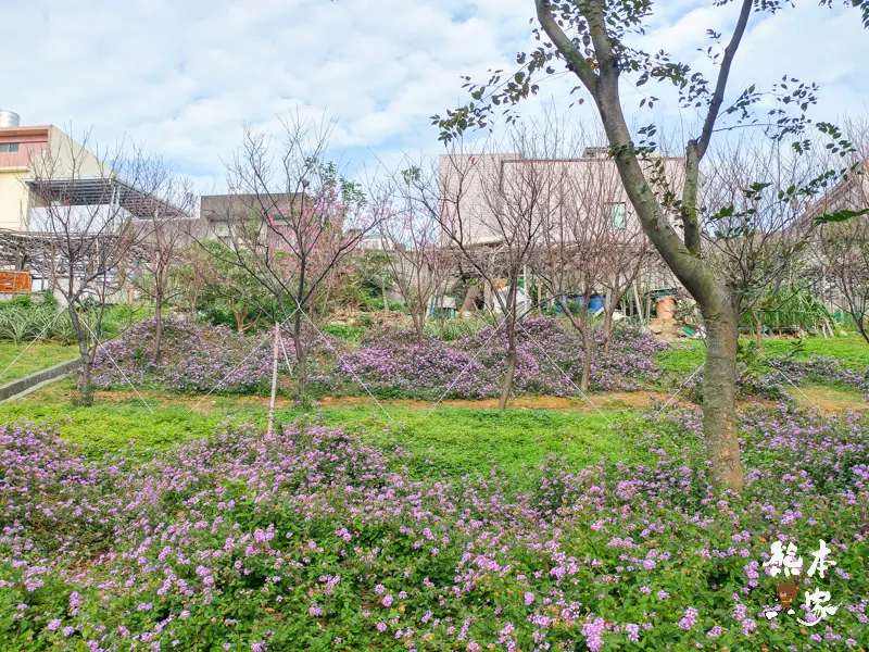 鶯歌永吉公園IG網美景點|炮仗花、櫻花齊登場還有3D立體彩繪步道