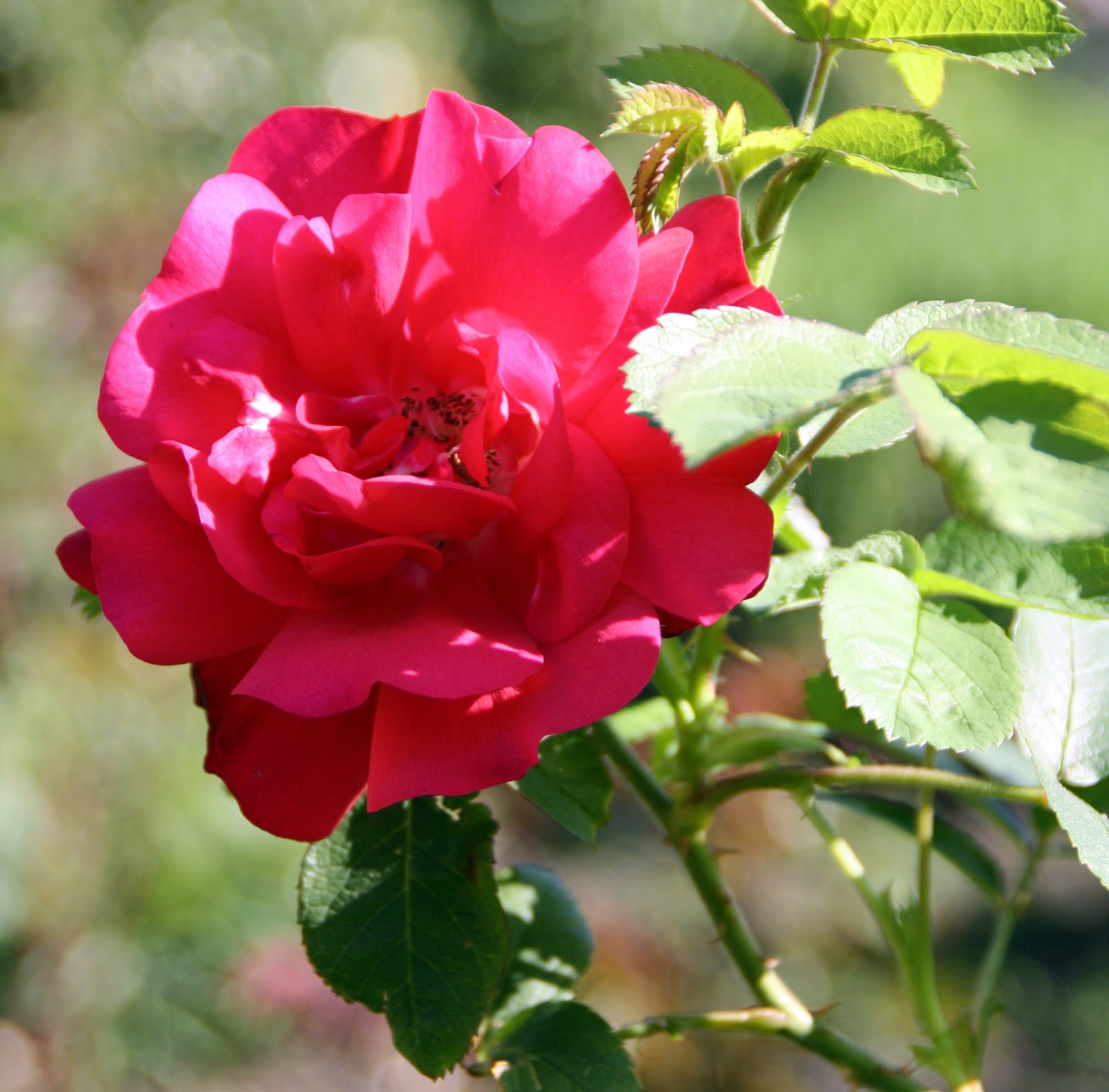 Frk. Anemone: Mine roser