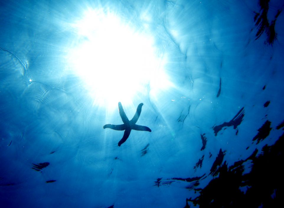 Starfish Underwater Desktop Wallpaper