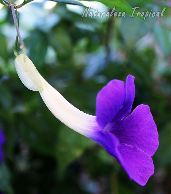 Vista lateral de la flor del Manto de Rey donde se observa su forma atrompetada, Thunbergia erecta